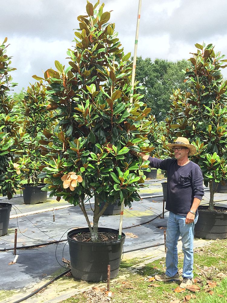magnolia-grandiflora-d-d-blanchard-southern-magnolia