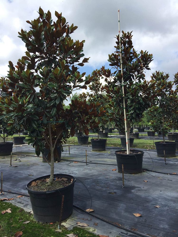 magnolia-grandiflora-d-d-blanchard-southern-magnolia