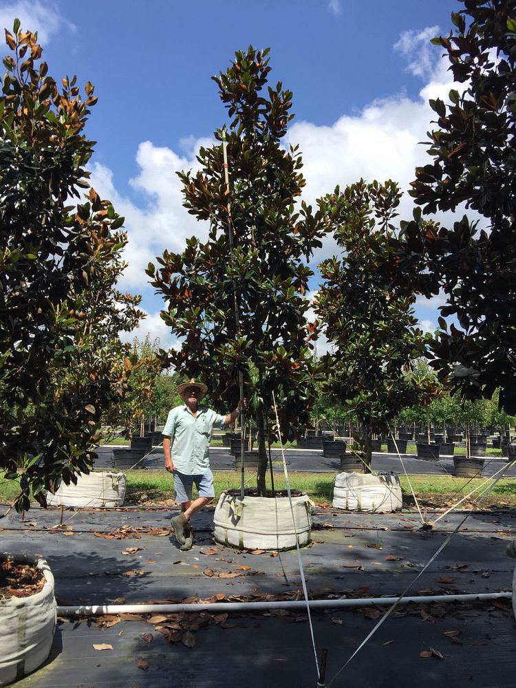 magnolia-grandiflora-d-d-blanchard-southern-magnolia
