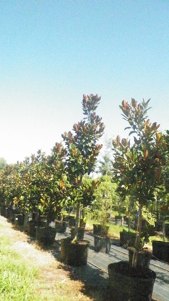 magnolia-grandiflora-d-d-blanchard-southern-magnolia