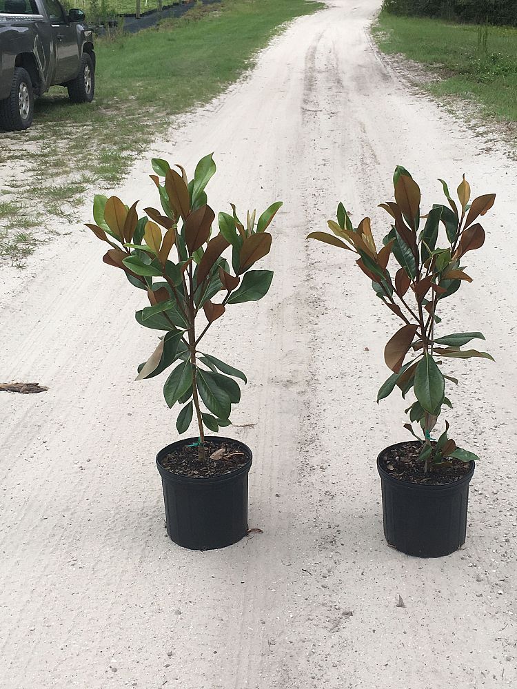 magnolia-grandiflora-d-d-blanchard-southern-magnolia