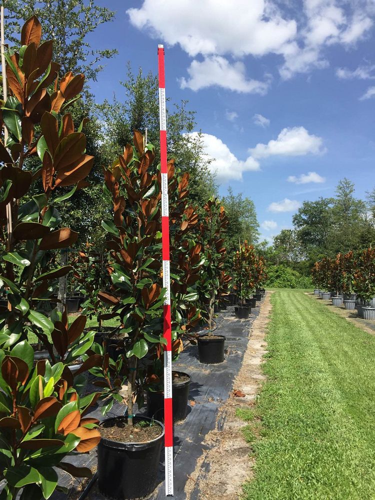 magnolia-grandiflora-d-d-blanchard-southern-magnolia