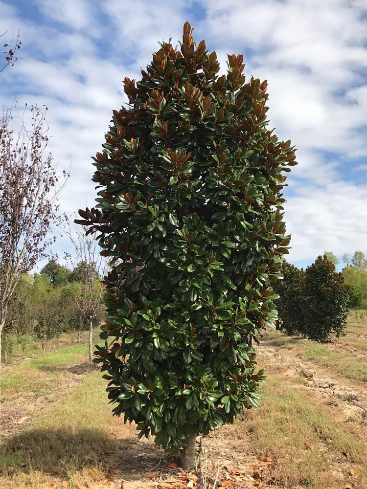 magnolia-grandiflora-d-d-blanchard-southern-magnolia