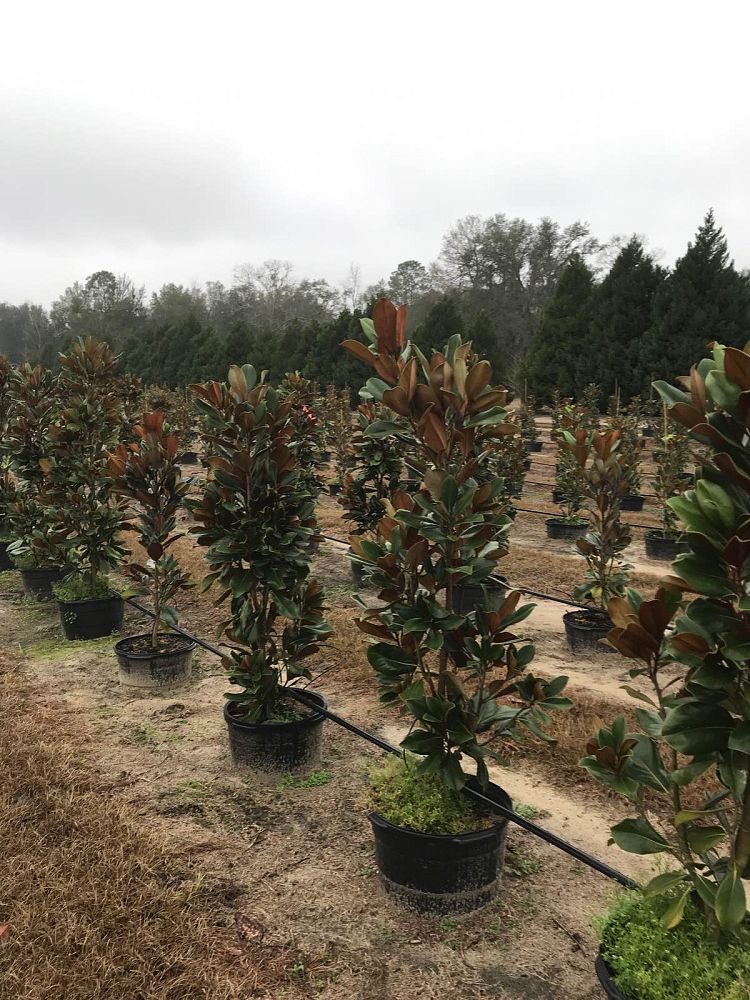 magnolia-grandiflora-d-d-blanchard-southern-magnolia