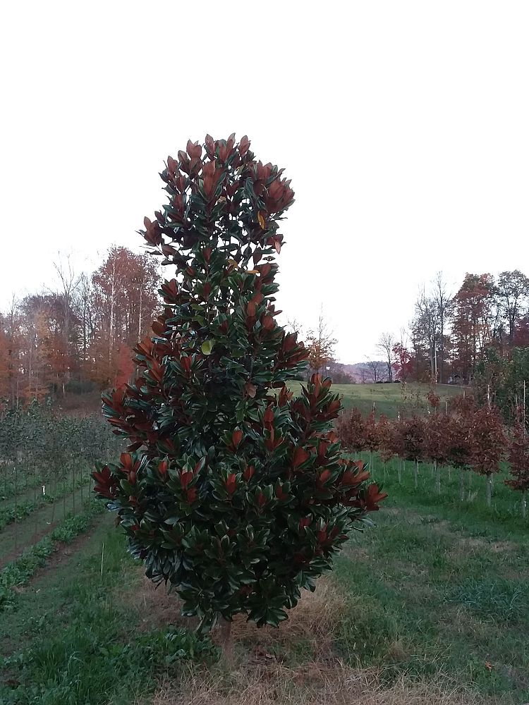 magnolia-grandiflora-d-d-blanchard-southern-magnolia