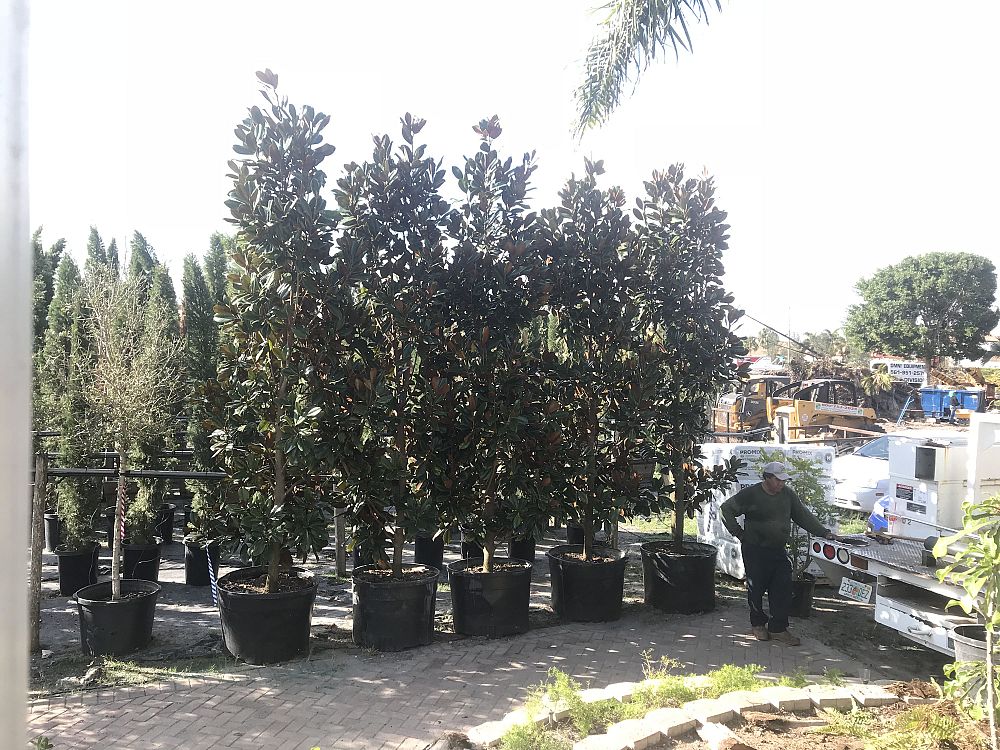 magnolia-grandiflora-d-d-blanchard-southern-magnolia