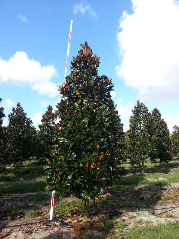magnolia-grandiflora-d-d-blanchard-southern-magnolia