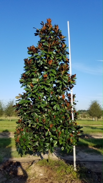 magnolia-grandiflora-d-d-blanchard-southern-magnolia