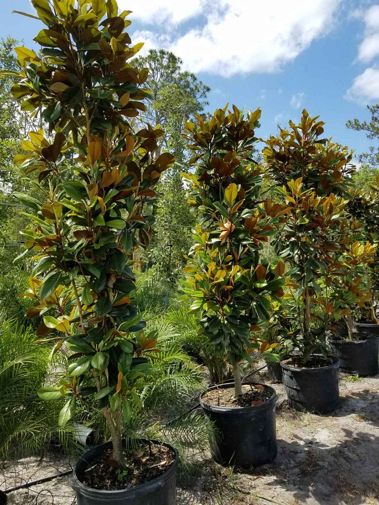 magnolia-grandiflora-d-d-blanchard-southern-magnolia