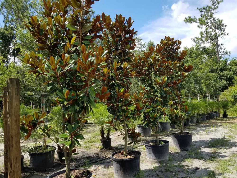 magnolia-grandiflora-d-d-blanchard-southern-magnolia