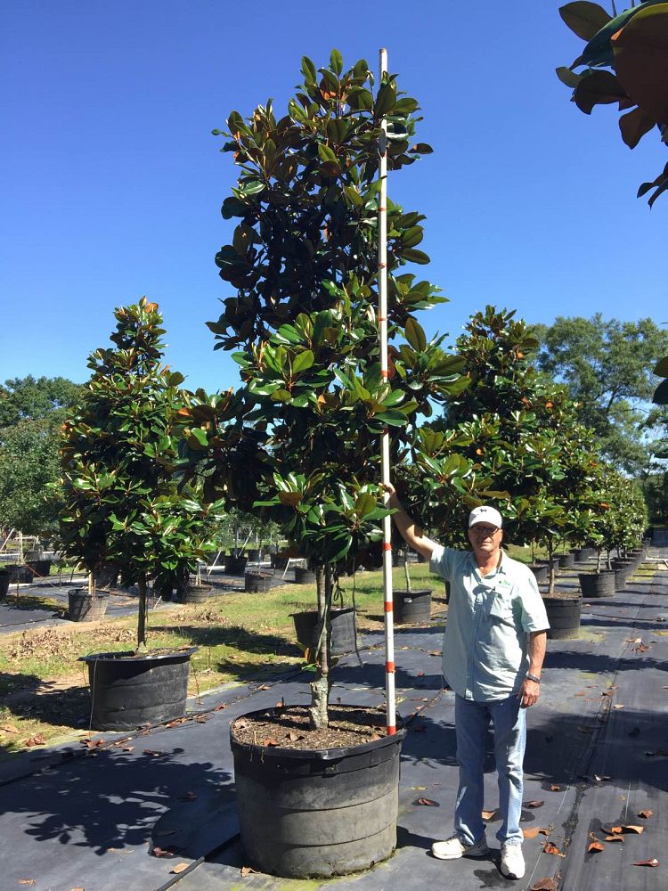magnolia-grandiflora-d-d-blanchard-southern-magnolia