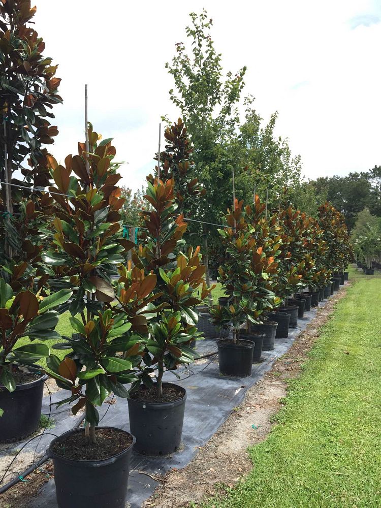 magnolia-grandiflora-d-d-blanchard-southern-magnolia