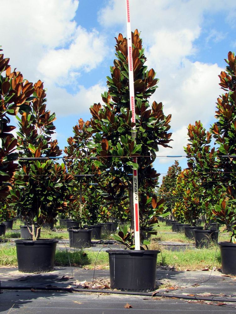 magnolia-grandiflora-d-d-blanchard-southern-magnolia