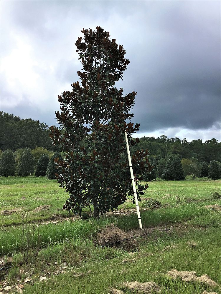 magnolia-grandiflora-d-d-blanchard-southern-magnolia
