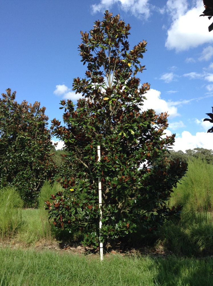 magnolia-grandiflora-d-d-blanchard-southern-magnolia
