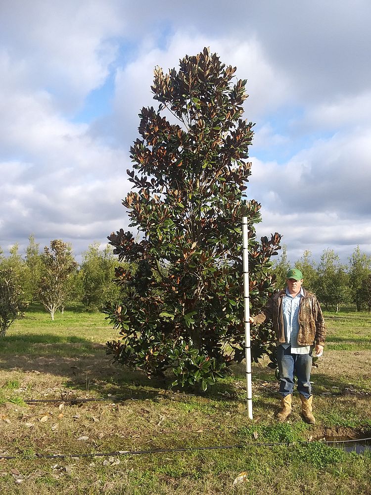 magnolia-grandiflora-d-d-blanchard-southern-magnolia