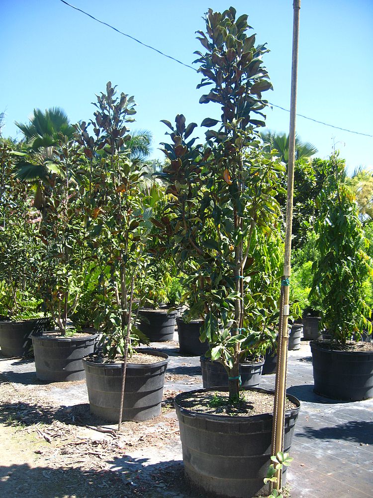 magnolia-grandiflora-d-d-blanchard-southern-magnolia