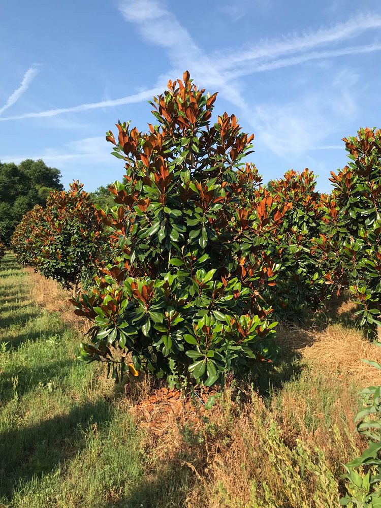 magnolia-grandiflora-d-d-blanchard-southern-magnolia