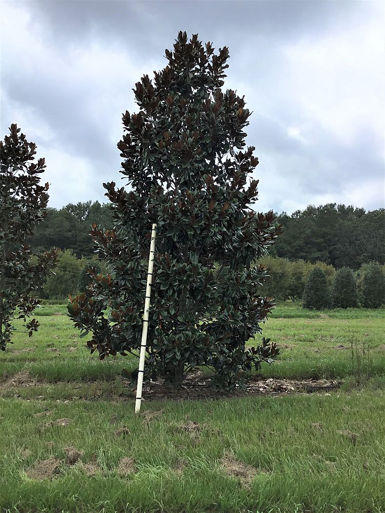 magnolia-grandiflora-d-d-blanchard-southern-magnolia