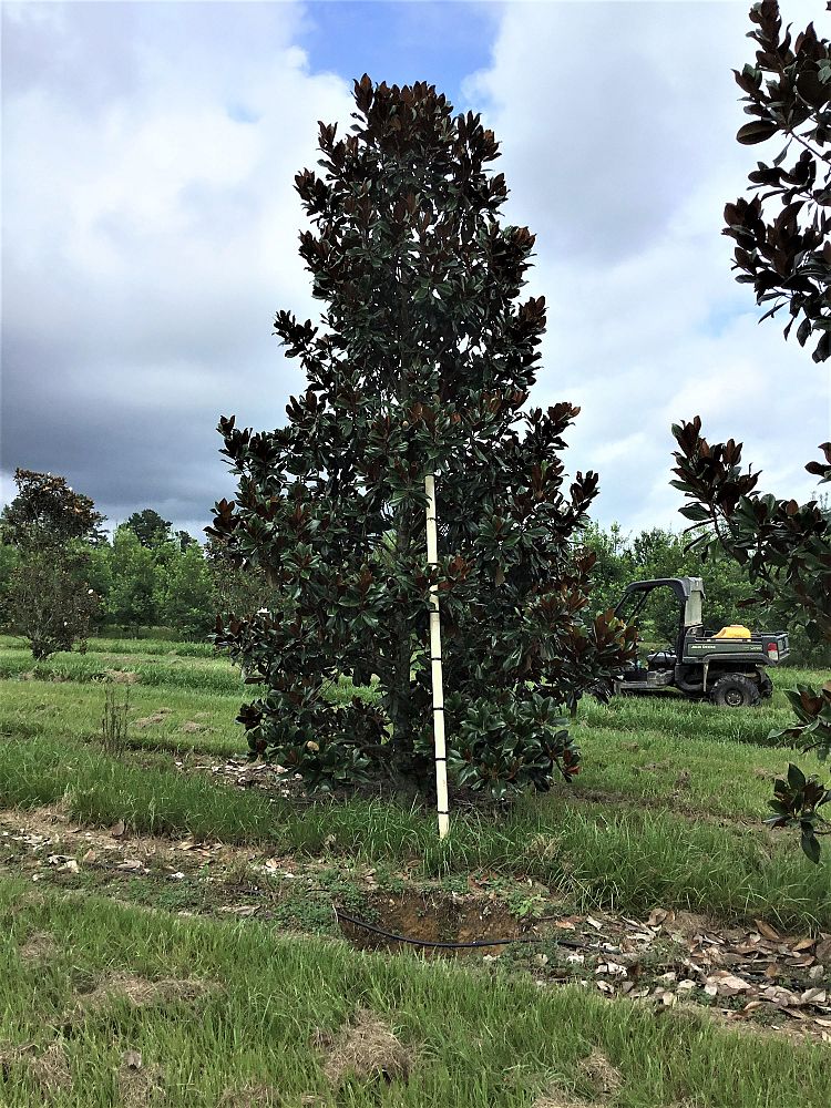 magnolia-grandiflora-d-d-blanchard-southern-magnolia