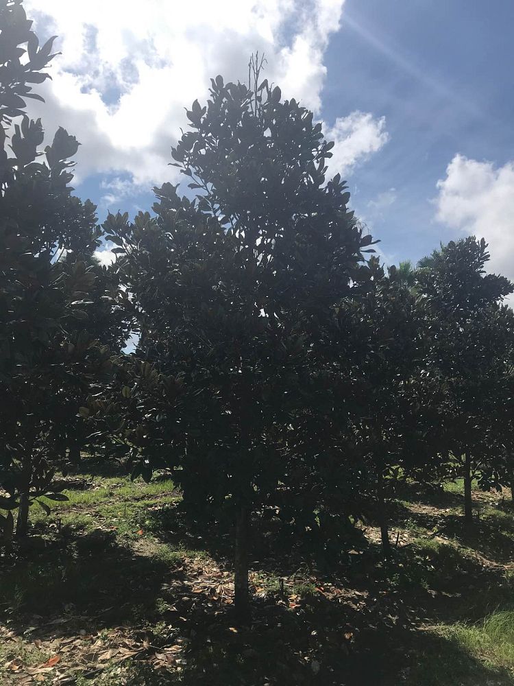magnolia-grandiflora-d-d-blanchard-southern-magnolia