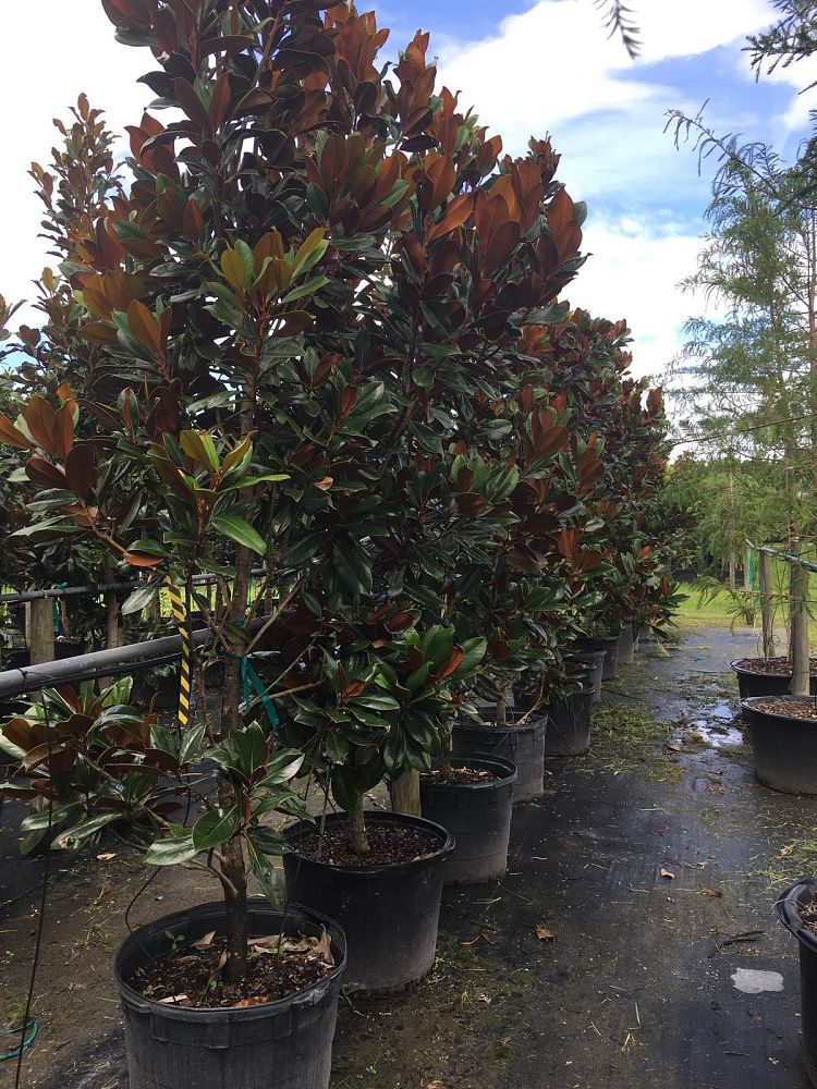 magnolia-grandiflora-d-d-blanchard-southern-magnolia