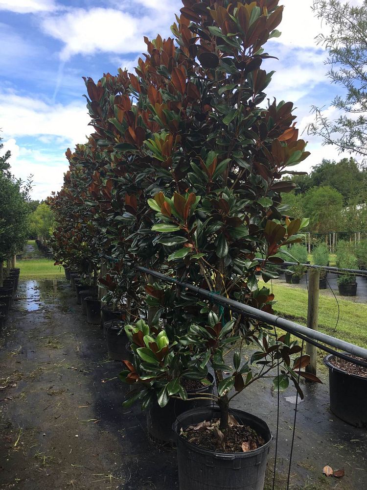 magnolia-grandiflora-d-d-blanchard-southern-magnolia