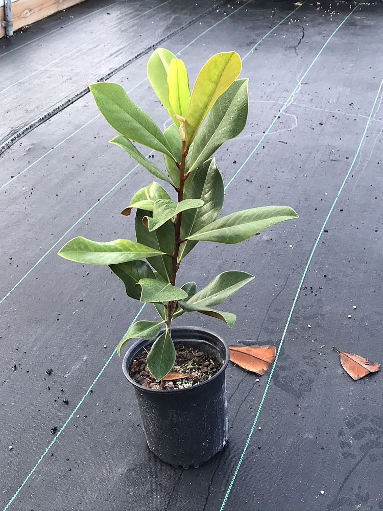 magnolia-grandiflora-d-d-blanchard-southern-magnolia