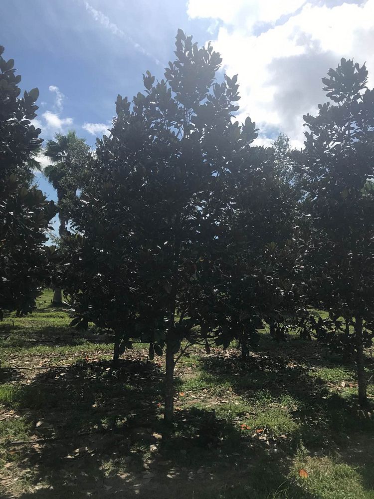magnolia-grandiflora-d-d-blanchard-southern-magnolia