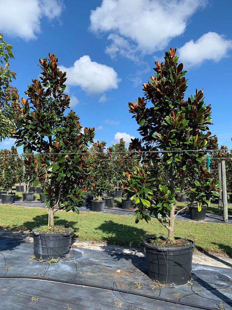 magnolia-grandiflora-d-d-blanchard-southern-magnolia