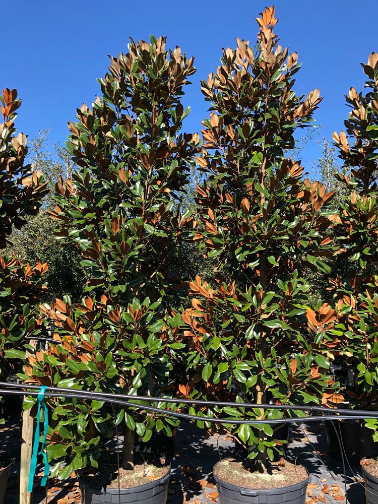 magnolia-grandiflora-d-d-blanchard-southern-magnolia