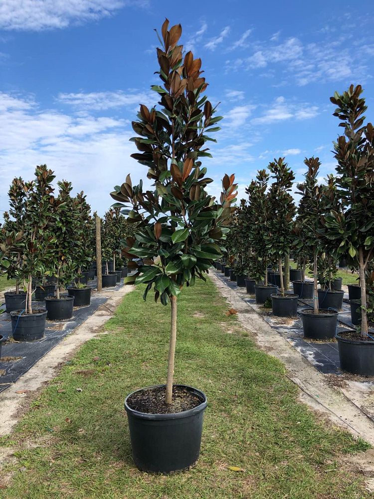 magnolia-grandiflora-d-d-blanchard-southern-magnolia