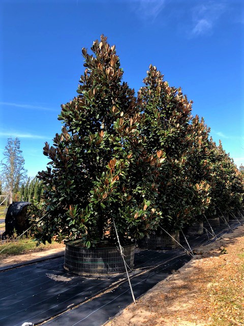 magnolia-grandiflora-d-d-blanchard-southern-magnolia