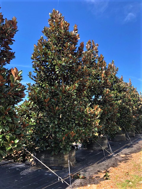 magnolia-grandiflora-d-d-blanchard-southern-magnolia