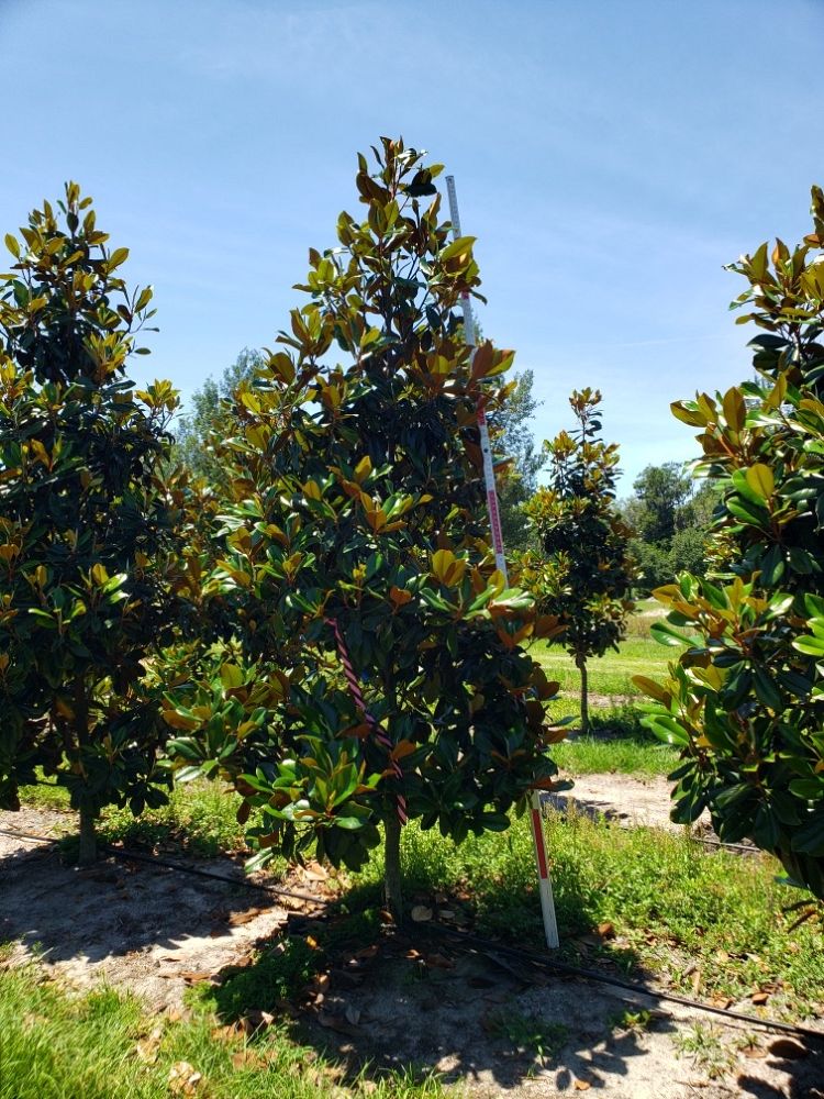magnolia-grandiflora-d-d-blanchard-southern-magnolia