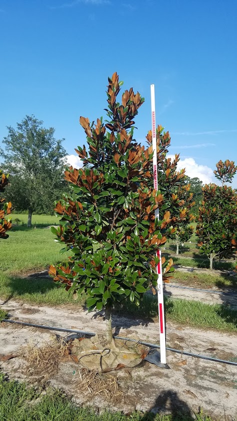 magnolia-grandiflora-d-d-blanchard-southern-magnolia