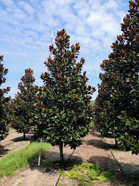 magnolia-grandiflora-d-d-blanchard-southern-magnolia