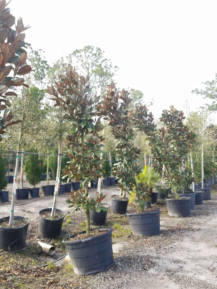 magnolia-grandiflora-d-d-blanchard-southern-magnolia