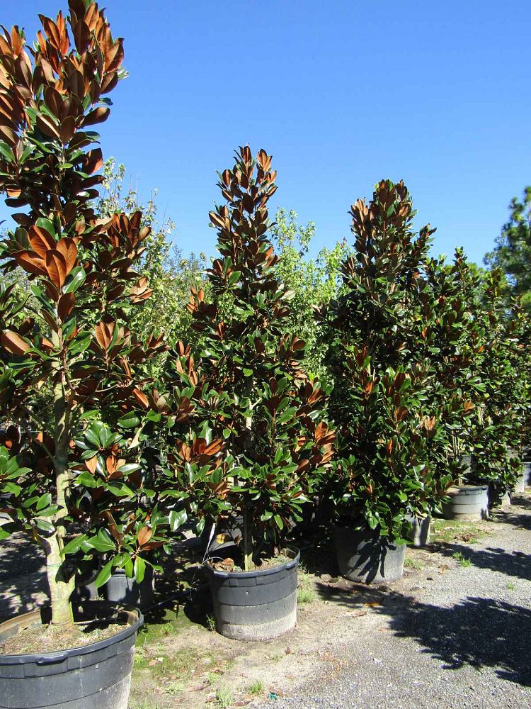 magnolia-grandiflora-d-d-blanchard-southern-magnolia