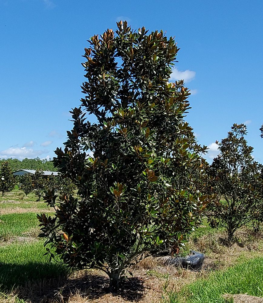 magnolia-grandiflora-d-d-blanchard-southern-magnolia