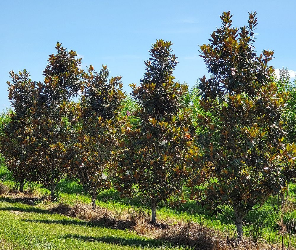 magnolia-grandiflora-d-d-blanchard-southern-magnolia