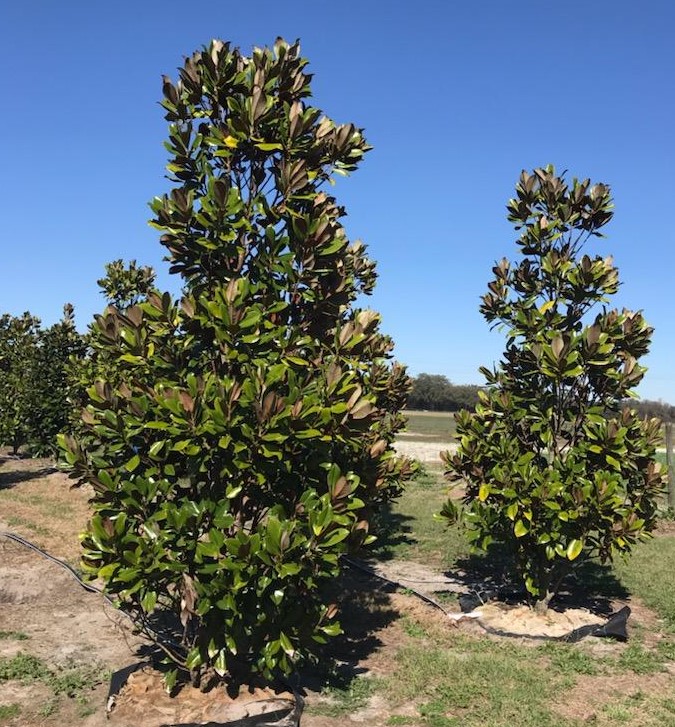 magnolia-grandiflora-d-d-blanchard-southern-magnolia
