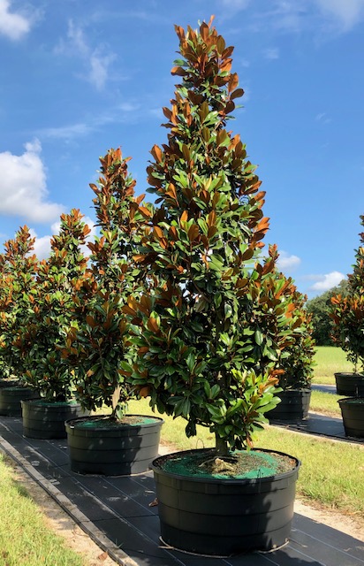 magnolia-grandiflora-d-d-blanchard-southern-magnolia