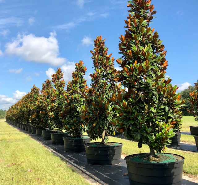 magnolia-grandiflora-d-d-blanchard-southern-magnolia