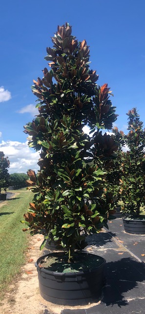 magnolia-grandiflora-d-d-blanchard-southern-magnolia