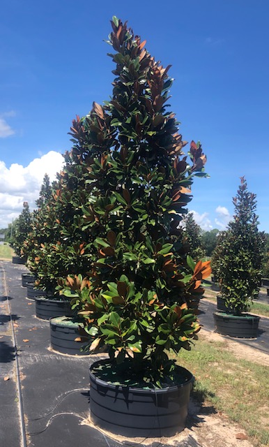magnolia-grandiflora-d-d-blanchard-southern-magnolia