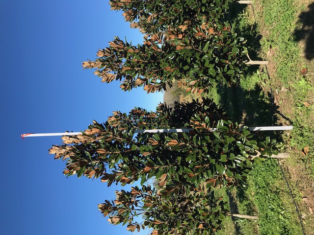 magnolia-grandiflora-d-d-blanchard-southern-magnolia