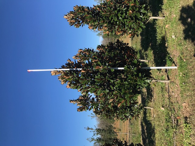 magnolia-grandiflora-d-d-blanchard-southern-magnolia