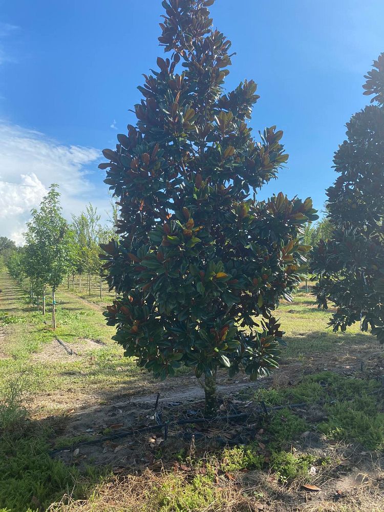 magnolia-grandiflora-d-d-blanchard-southern-magnolia