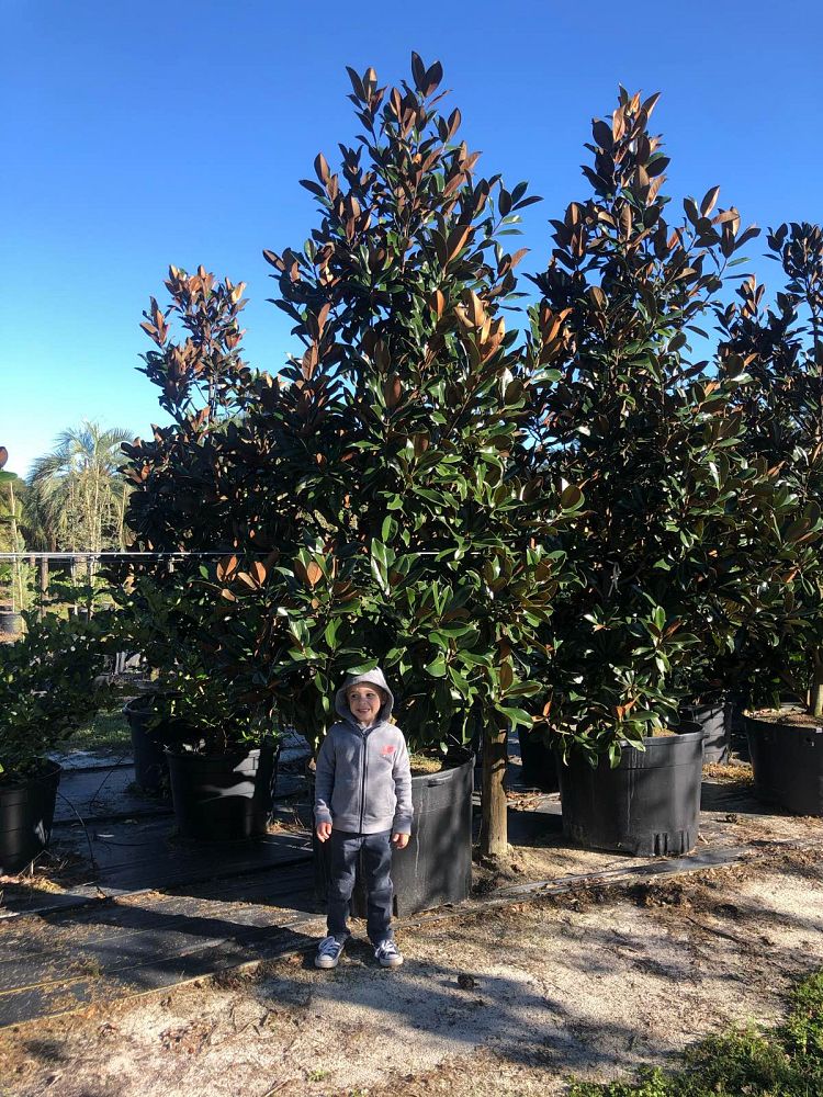 magnolia-grandiflora-d-d-blanchard-southern-magnolia